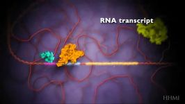 رونویسی DNA