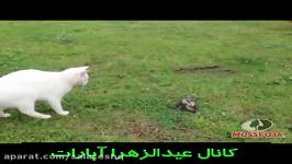 مبارزه وحشتناک گربه مار شاید برای اولین بار در آپارات