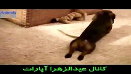 ته خنده اتفاقات فوق العاده خنده داربرای سگ خانگی قسمت2