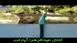 ته خنده اتفاقات فوق العاده خنده داربرای سگ خانگی قسمت5