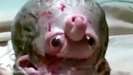 موجود عجیب نوزاد خلق شده دهان نداره دماغش برعکسه