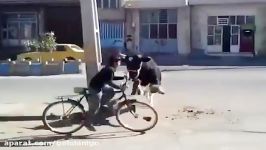 حمله وحشتناک گاو خشمگین به دوچرخه سوار بینوای بیچاره