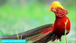 خوشگل ترین زیباترین پرنده های دنیاکلیپ جالب دیدنی