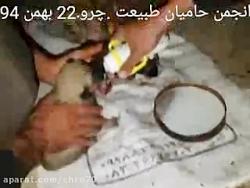 شیر دادن بە تولە سگهایی ک مادرشان توسط شهرداری کشته شده