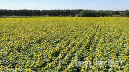 Parcelle de tournesol au stade floraison en Anjou