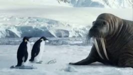 رفاقت شیر دریایی پنگوئن