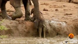 صحنه تماشایی نجات بچه فیل توسط فیل های گله
