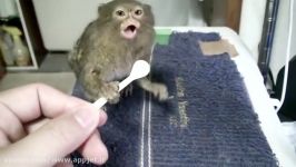 کوچکترین میمون جهان میمون بند انگشتی