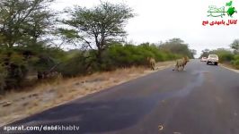 فیلملحظه دیدنی شکار گوزن کودو توسط شیر در میان خودروها