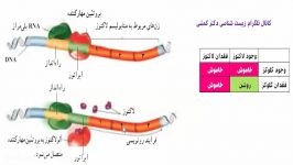 پروتئین سازی تنظیم بیان ژن اپران لک