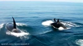 نهنگ در مقابل نهنگ قاتل 