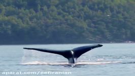 سکانسی طبیعت نهنگ در اقیانوس