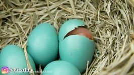 #Baby #Bird #Hatching بیرون آمدن نوزاد پرنده تخم