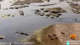 کروکودیل رودخانه نیل دزد وحشی سگ کشتن  آخرین حیات وحش