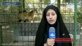 زندان آلکاتراز حیوانات در ایران