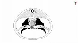 اطلس انیمیشن جنین شناسی سیمیا  سیستم تنفسی