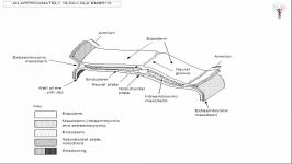 اطلس انیمیشن جنین شناسی سیمیا  شکل گیری دستگاه عصبی