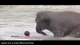 عکس العمل جالب بچه فیل برای نجات مربی اش