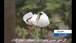 کلیپ گل دهی سوسن چلچراغ در لاهیجان استان گیلان