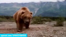 جنگ نبرد فوق العاده دیدنی بین گرگ وحشی خرس گریزلی