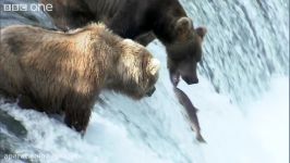 خرس شکار ماهی سالمون رسانه تصویری وی گذر