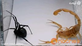 نبرد عنکبوت سیاه عقرب 