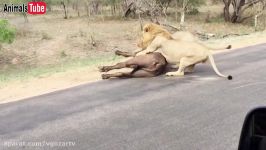 نبرد خونین شیر بوفالورسانه تصویری وی گذر