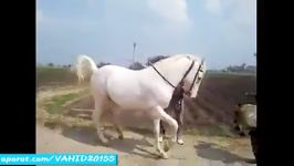 خوشگل ترین نجیب ترین اسب دنیاکلیپ جالب دیدنی