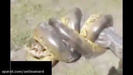 شکار عجیب حیرت انگیز کروکودیل توسط مار پیتون غول پیکر