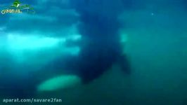 حمله شکار وحشیانه بیرحمانه وال توسط نهنگ های قاتل