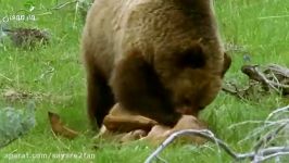 شکار وحشیانه بیرحمانه گوزن توسط خرس گریزلی غول پیکر