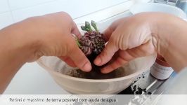 کاکتوس رنگی Cactus Gymnocalycium Friedrichii