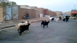 غروب روستای مزار بازگشت گوسفندان