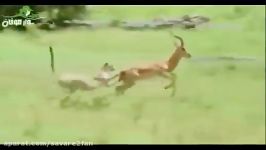 شکار انفرادی فوق العاده سریع گوزن توسط یوزپلنگ چالاک