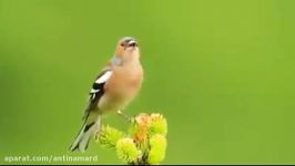 آوازخوانی فوق العاده گوش نواز پرنده خوش صدای بسیار زیبا