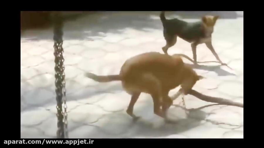 نبرد های مار حیوانات  حمله مار به سگ