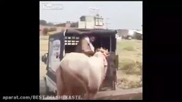 ضربه مرگبار گاو به مرد نگون بخت