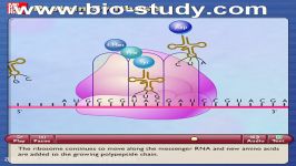 انیمیشن ترجمه در پروتئین سازی