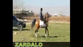 اسب سیلمی دره شور زردآلو