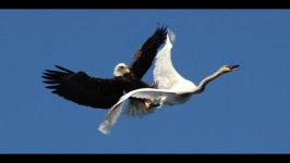 TOP 15 Best eagle attacks in the world VslionCatDogDuckRabbitSnakeWolfGo