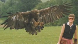 Amazing Eagle Attacks On Human And Animal HD