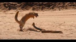 Cobra vs. Mongoose  Top 5 Best Videos Ever