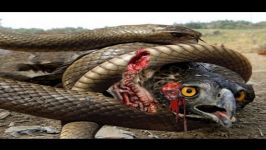 King Cobra vs Eagle Squirrel Mongoose