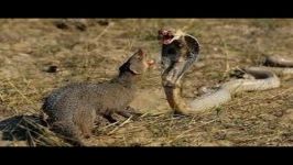 Cobra Vs. Mongoose Fight Cobra vs. Mongoose Video