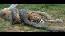 Giant Anaconda vs Felidae  Python vs Lion  Anaconda vs Cat  Anaconda vs Jagua