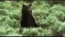 مقایسه دویدن اهو خرس..شکار اهو توسط خرس