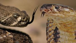 Cobra vs Rattlesnake