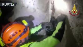 سگ نجات می یابدتوسط آتش نشانان آوار زلزله در ایتالیا