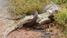 Caught On Camera Snake Devours Crocodile After 5 Hour Battle