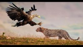 Leopard vs. Eagle vs. Lion vs. Hyena